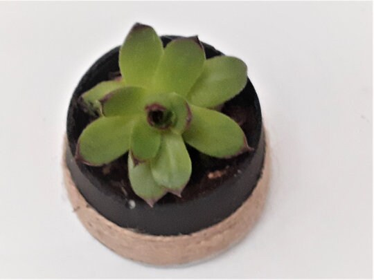 Twine Wrapped Concrete Planter | Succulents Cactus Pot | Cement Plant Pot | Home Decor | Housewarming Gift |Mother&#39;s Day Gift| Birthday Gift